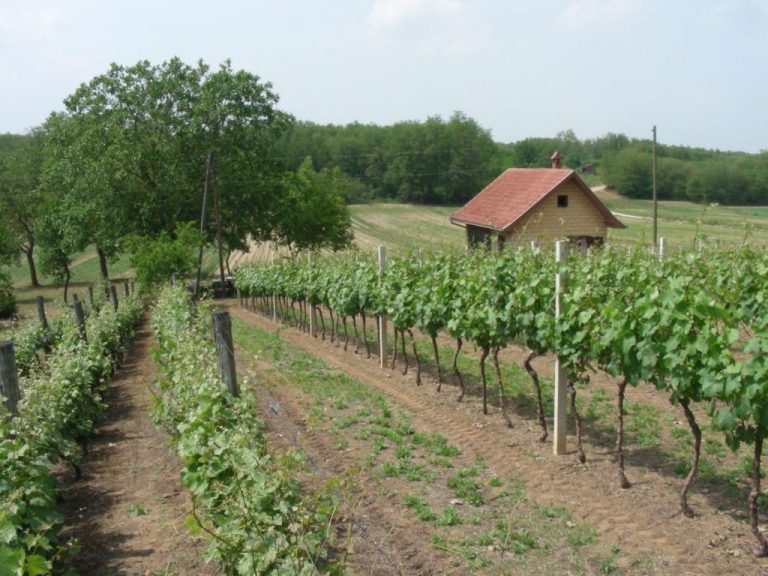 OBAVIJEST VINOGRADARIMA Prikupljanje podataka o zapuštenim i zaraženim vinogradima radi suzbijanja zlatne žutice vinove loze