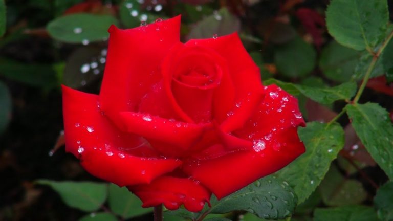 SRETAN DAN ŽENA! Evo koje će dvije sretnice uživati u beauty tretmanima