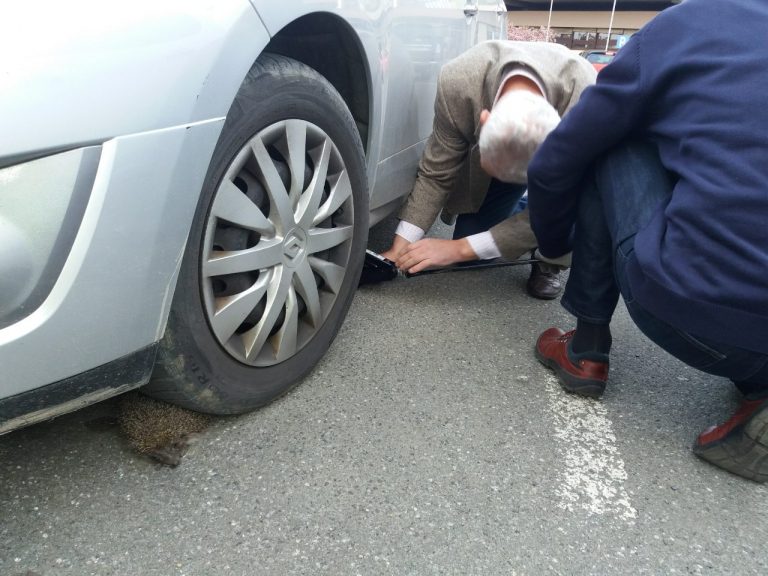 Podravkaši na parkingu dizali Renault kako bi spasili zaglavljenog ježa