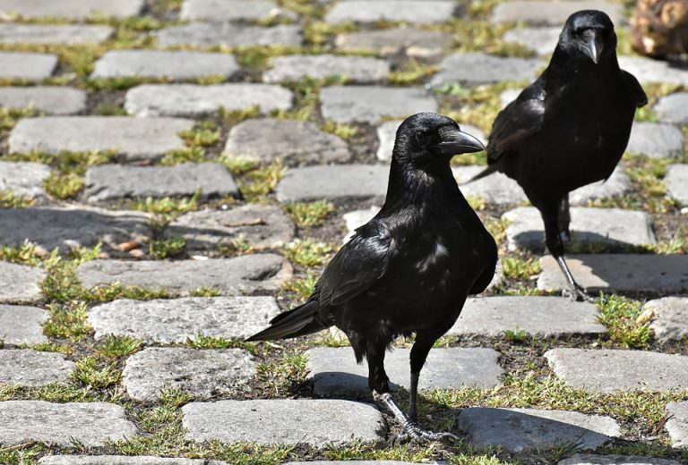 Vrane u središtu Koprivnice izluđuju građane i političare