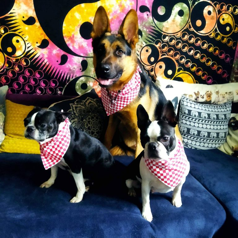 GLAS DARUJE / Osvojite tretman za uljepšavanje svog ljubimca, šišanje ili navijačku maramu