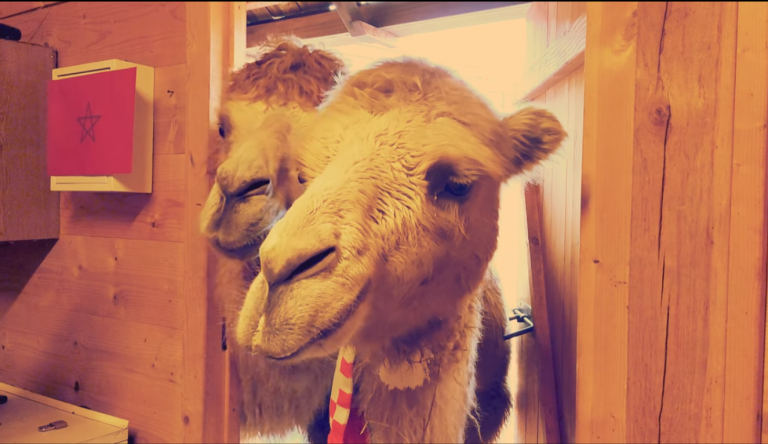 VIDEO Šejtanove družice Đurđica i Dina s ‘kockicama’ upale u marokanski stožer