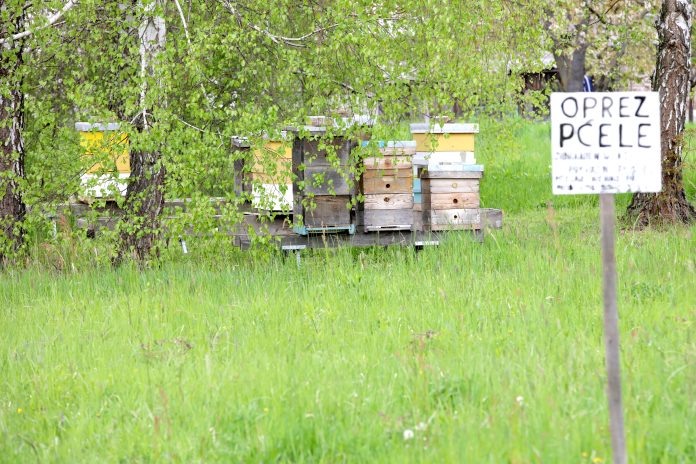 Tržište je preplavljeno uvoznim i lošim medom, ali i naši pojedinci bi zaradu bez motike / GPIP