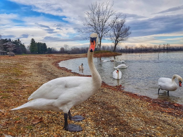 Potvrđena ptičja gripa kod labudova na jezeru Šoderica
