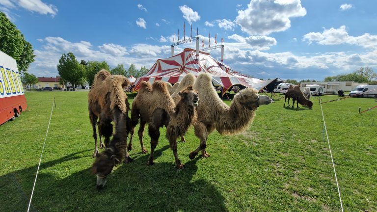 Cirkus sa životinjama izazvao podijeljena mišljenja javnosti