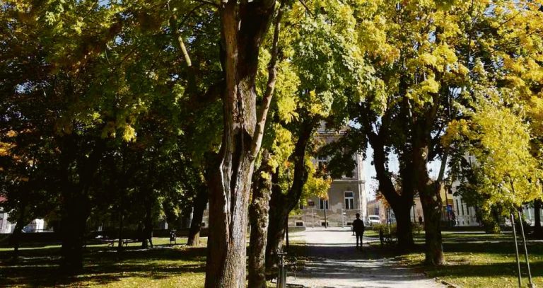 GLAS PRIRODE Kako urbano zelenilo spašava gradove i zašto su šume koje dišu ključne za budućnost