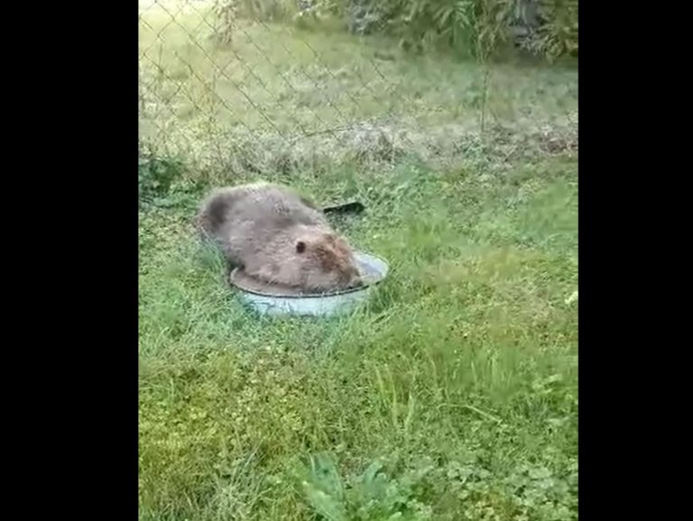 VIDEO / Dabar zalutao u dvorište obiteljske kuće na Vinici