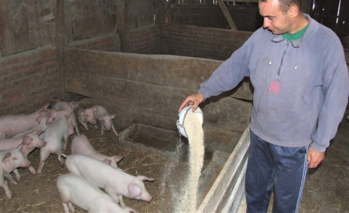 Zbog afričke svinjske kuge očekuje još veća nestašica i veća potražanja/ DANICA.HR