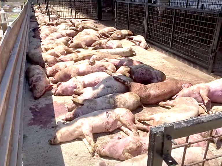 AFRIČKA KUGA Poljoprivredniku dali pištolj da sam ubije svoje svinje, predsjednik veterinara zatražio pomoć vojske
