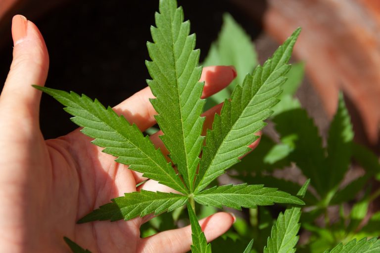Istraživanje pokazalo da marihuana povećava rizik od srčanog i moždanog udara