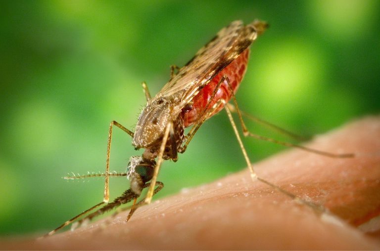 Zoonoze bi do 2050. mogle ubijati i do 12 puta više ljudi