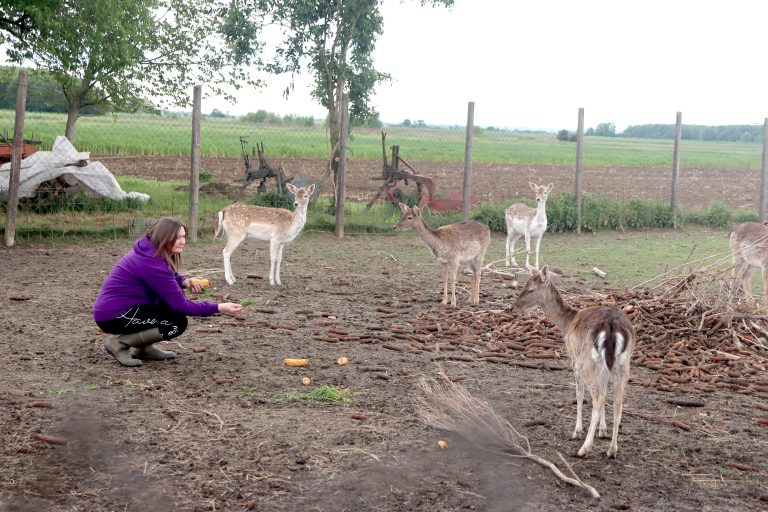 GLASOVA REPORTAŽA Obitelj Bazijanec iz Kalinovca ima farmu jelena lopatara