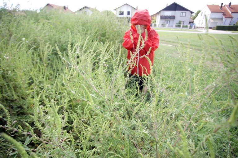 Ambrozija u pripremi za cvatnju, posljednja je prilika za čupanje