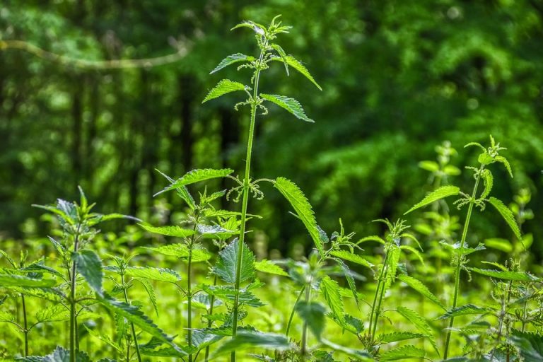 PELUDNA PROGNOZA Alergičari u Koprivnici muku muče s peludima koprive i trave