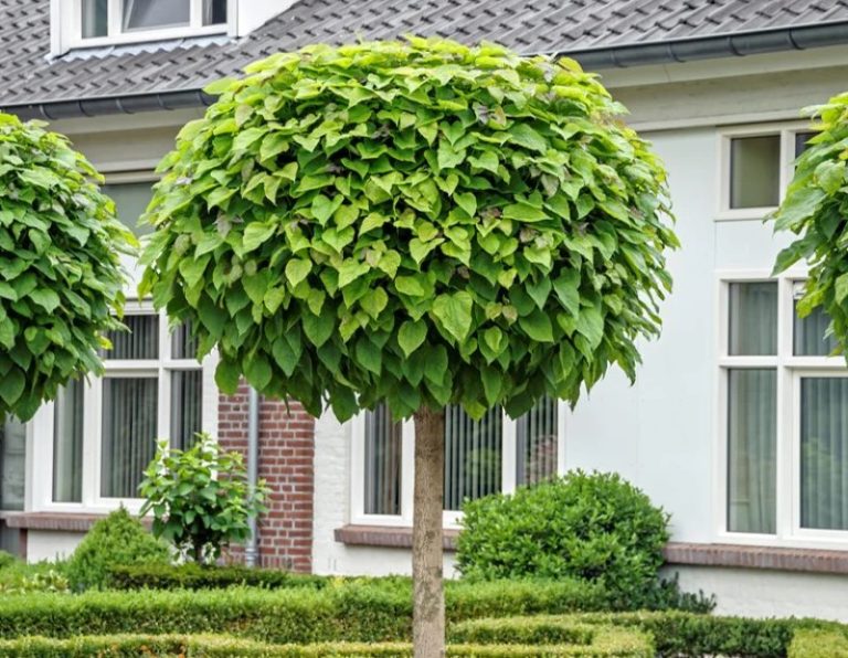 Počinje sadnja 130 komada Catalpa bignonioides Nane, promet neće biti prekidan