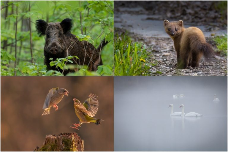 FOTO Đurđevački fotografi stvaraju predivne fotografije divljeg životinjskog svijeta, pogledajte prizore koje su ‘ulovili’