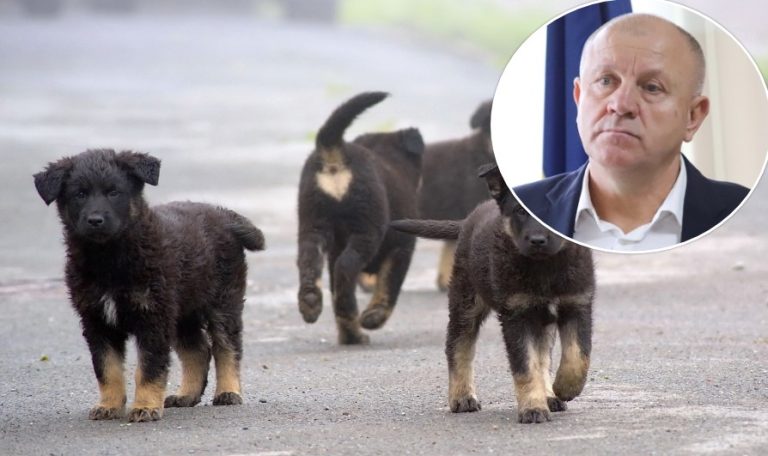 Još jedna općina sufinancira udomljavanje pasa: Troškovi smještaja u skloništu su nam preveliki