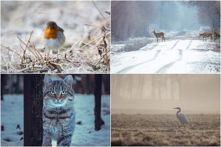 FOTO Đurđevački fotografi snimili životinje u zimskoj idili, pogledajte prekrasne prizore