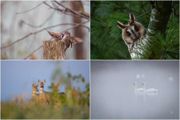FOTO Pogledajte predivne prizore podravske flore i faune kroz fotoobjektiv Tajane Krznarić