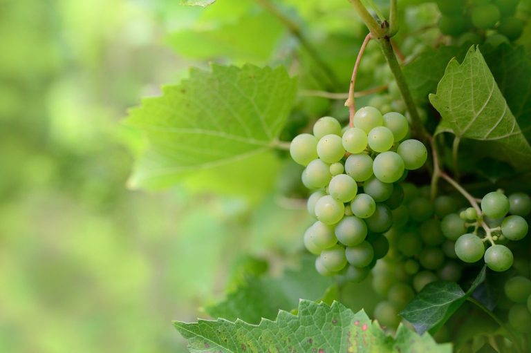 RASINJA Općina poslala važnu obavijest vinogradarima, vrijedi za sve posjednike vinove loze