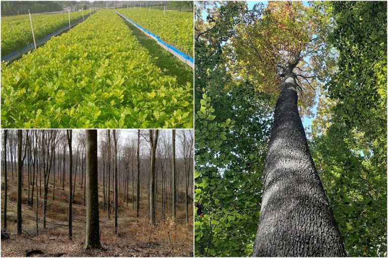 UPRAVA ŠUMA PODRUŽNICA KOPRIVNICA – gospodarenje i obnova šuma