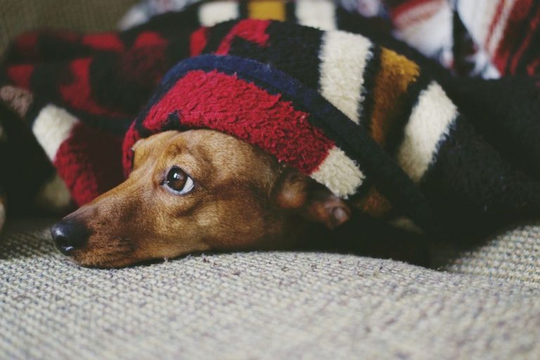 Pucnjava i vatromet noćna mora za kućne ljubimce i njihove vlasnike, veterinar uputio savjete kako smiriti četveronožne prijatelje
