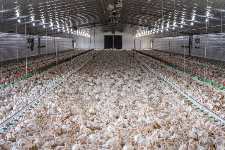 Farme pilića u Sisku i okolici ne mogu se usporediti s farmom koja se gradi kod Legrada, ali općeniti rizici postoje za sve