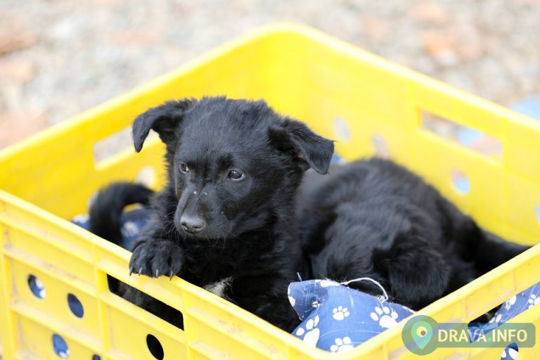 Općina Virje uvodi nove potpore za brigu o životinjama