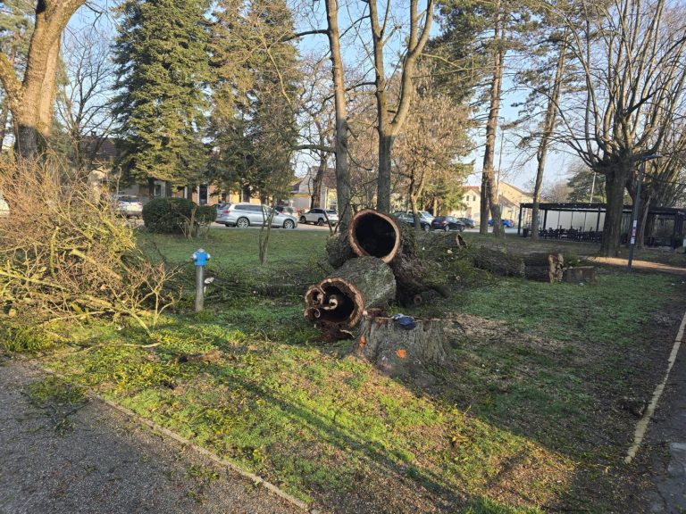 Revitalizacija gradskog zelenila i sadnja novih stabala