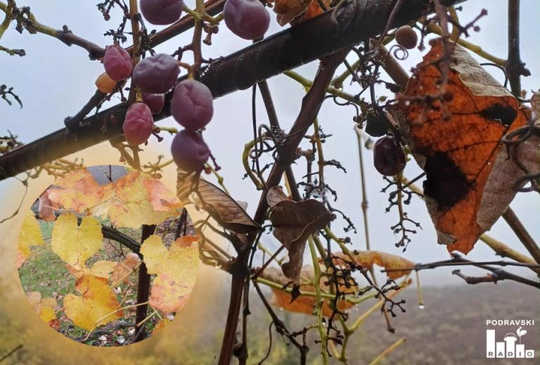 Zlatna žutica sve veća prijetnja vinogradima, u Đurđevcu stručno predavanje za vinogradare